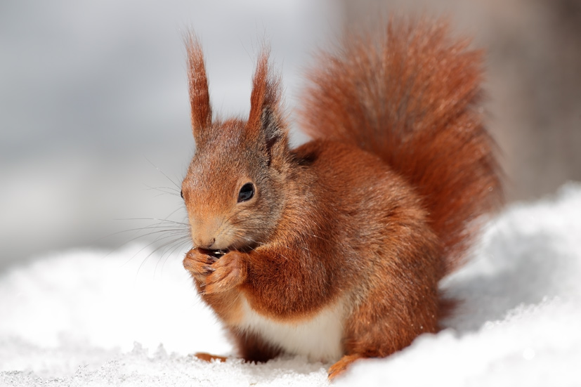 Red Squirrel