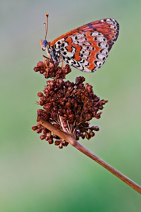 Consumata, spelacchiata e umida.