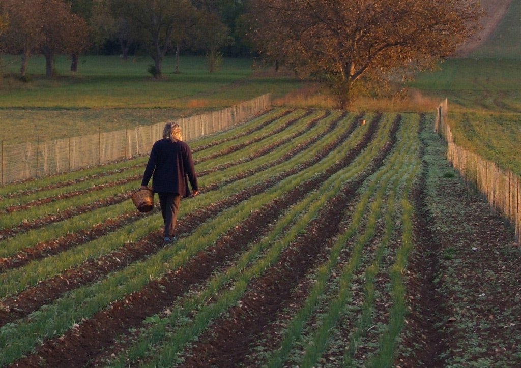 Navelli... e il suo oro