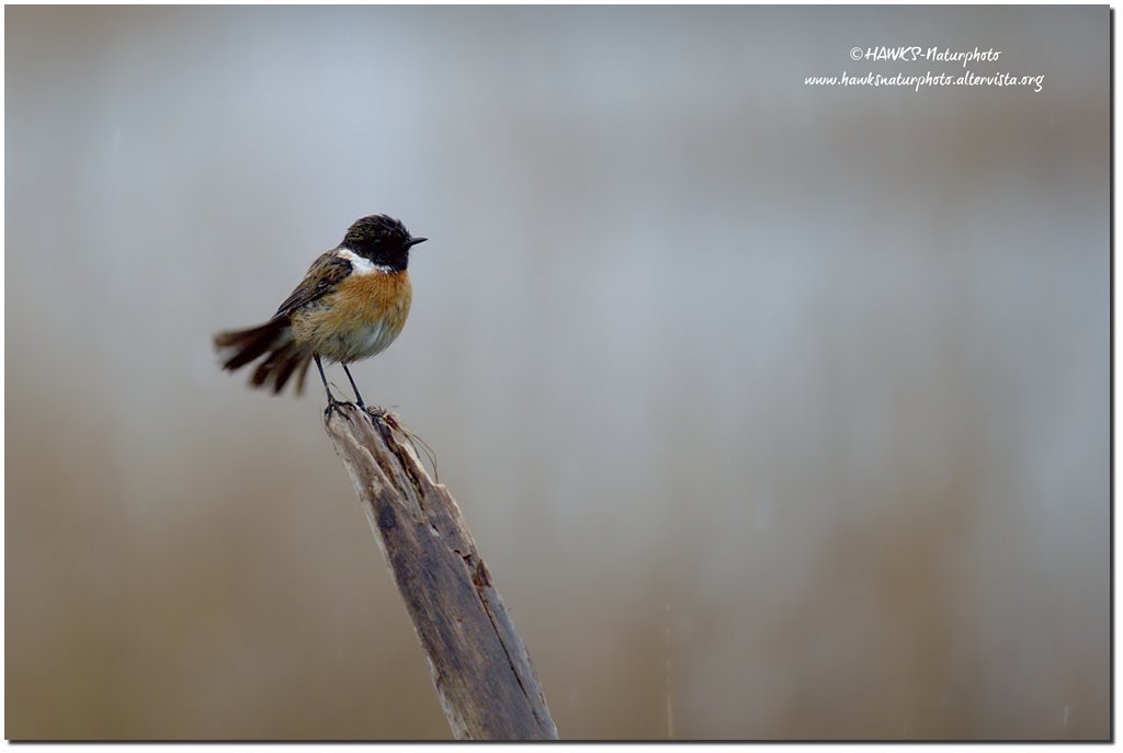 Saltimpalo(Saxicola torquata)-sotto la pioggia