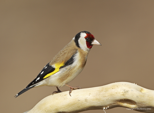 Cardellino (Carduelis carduelis)