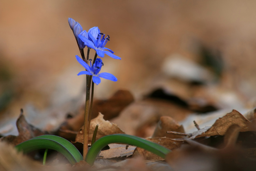 Scilla bifolia