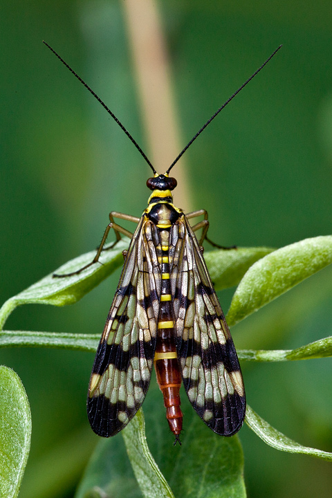 Mosca scorpione