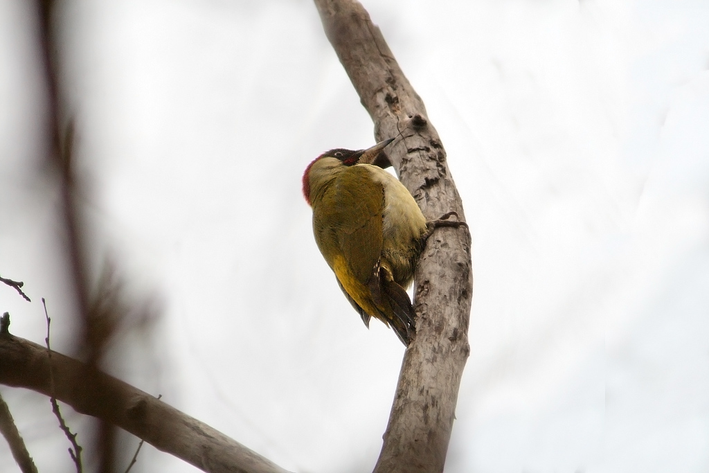 Picchio verde maschio