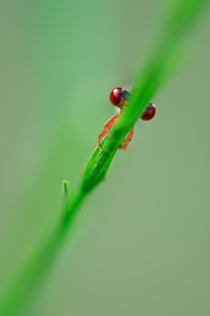 L'erba con gli occhi rossi