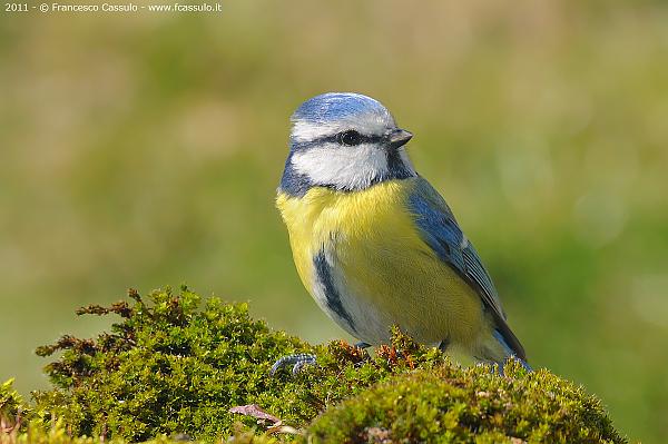 Cinciarella (Cyanistes caeruleus Linnaeus, 1758)