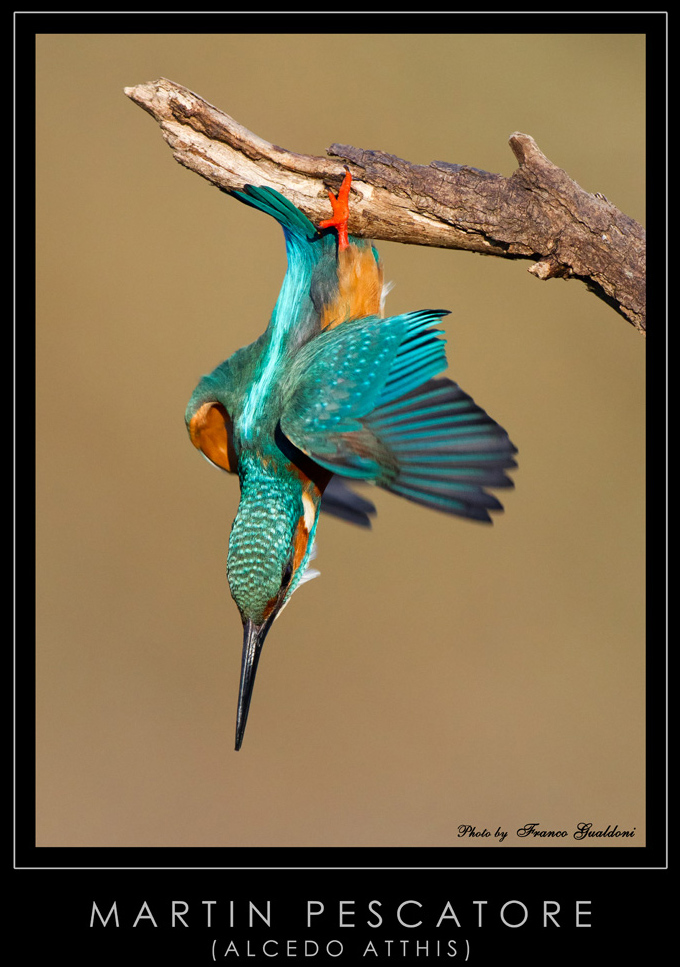 Martino in picchiata