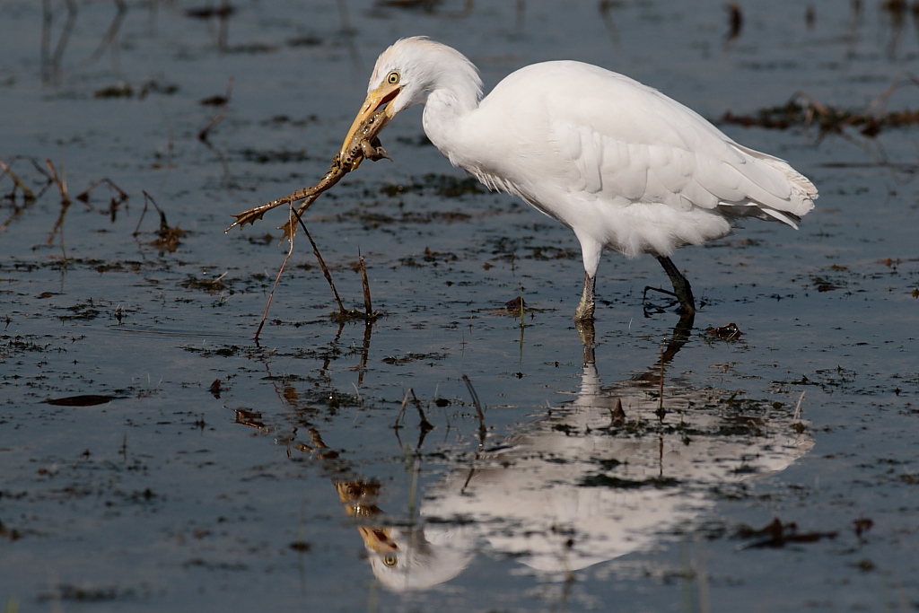 airone guardabuoi con rana