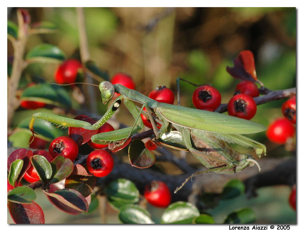 Mantide religiosa_3