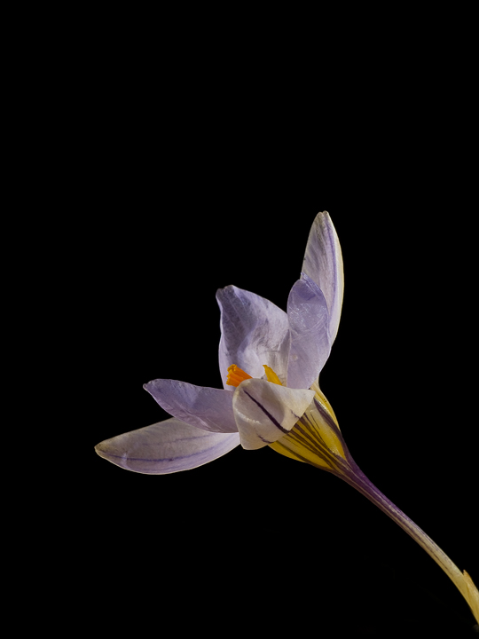 crocus..... natural vs flash light