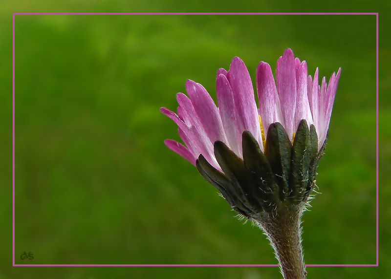 Bocciolo di pratolina