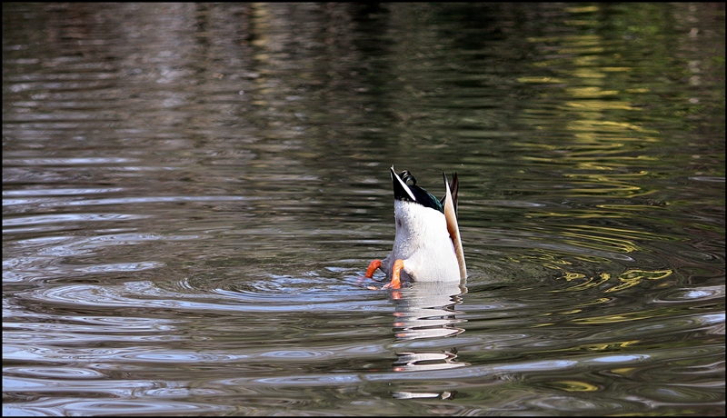 Sottosopra (5� Class.) + escluse