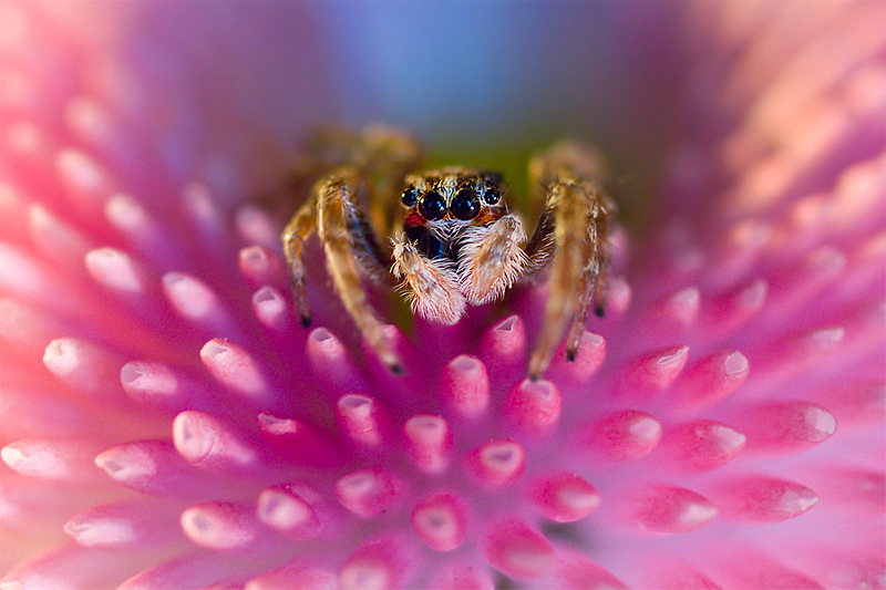 Su un fuoco d'artificio