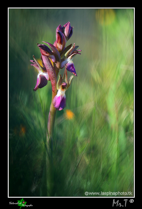 ...Luce naturale o...