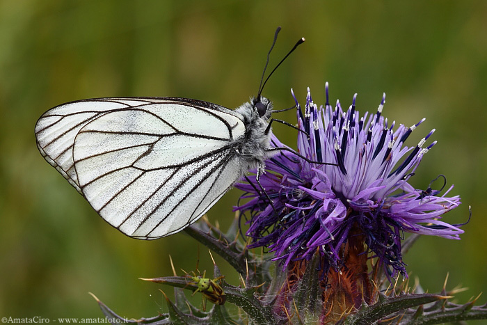 Aporia crataegi (Pieride del biancospino)