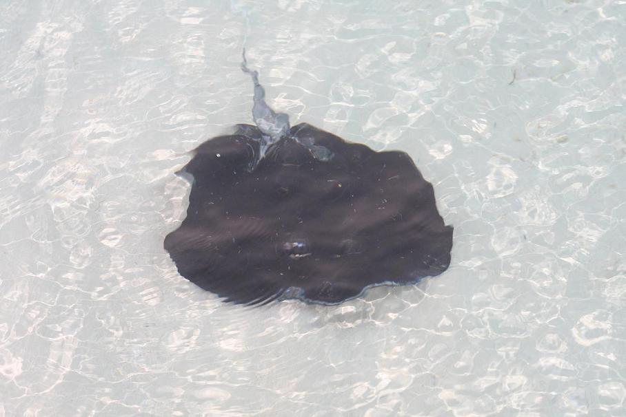 Manta