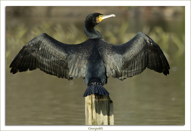 Cormorano