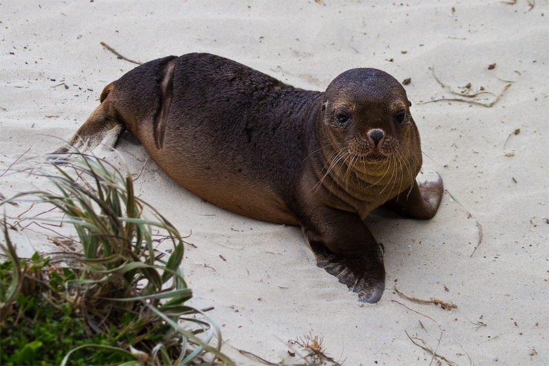 Cucciolo di lLeone Marino,Kangaro Island,Australia