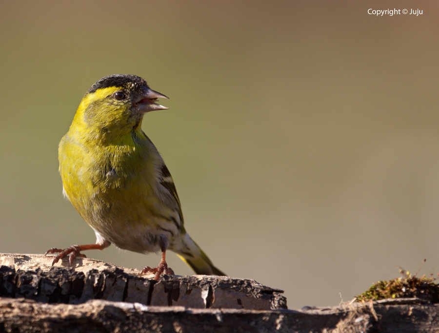 Lucherino eurasiatico (Carduelis spinus)