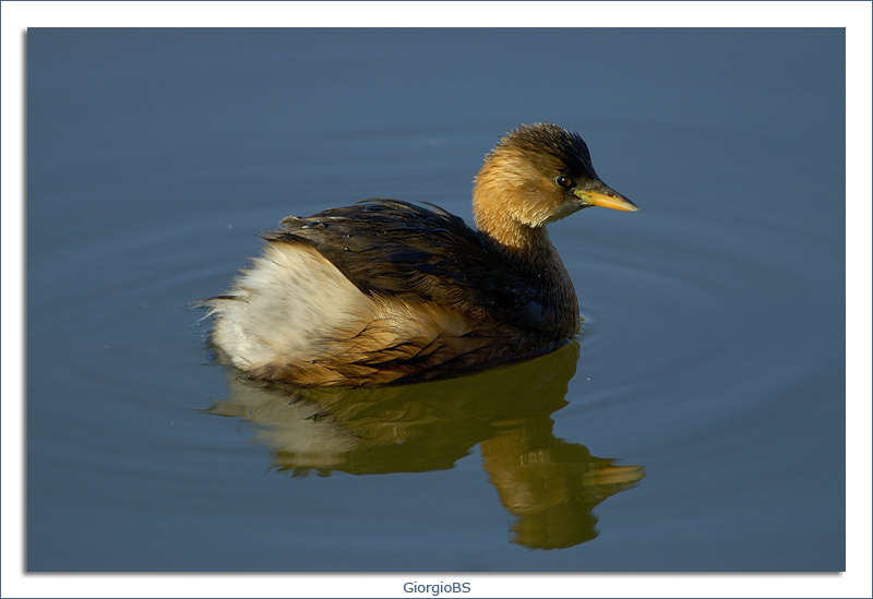 Un simpatico tuffetto