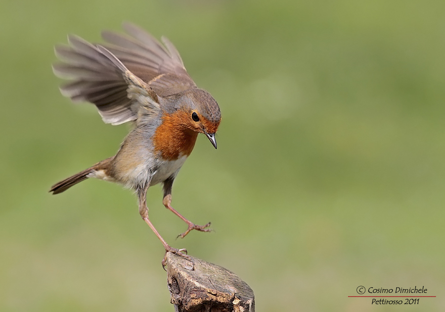 Pettirosso #5