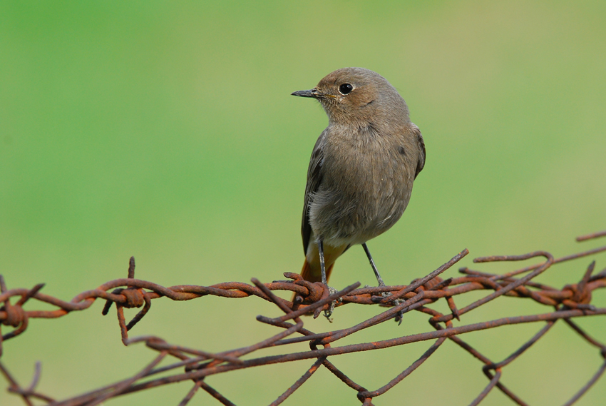 Perfetta imperfezione