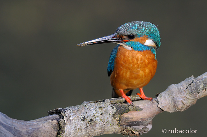 Salvatore: grande scavatore!