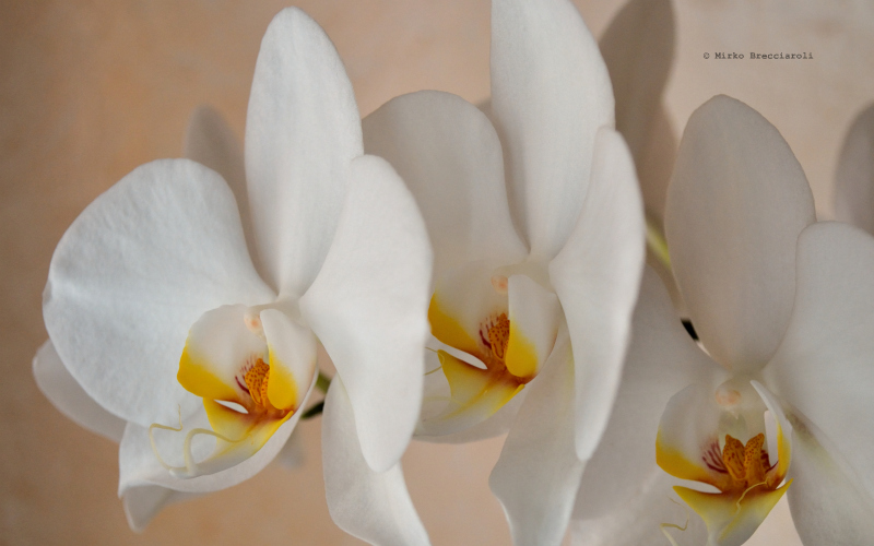 Orchidee