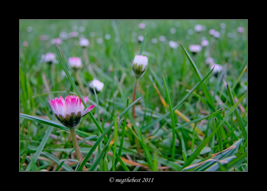 A spasso per prati 2 ... Bokeh