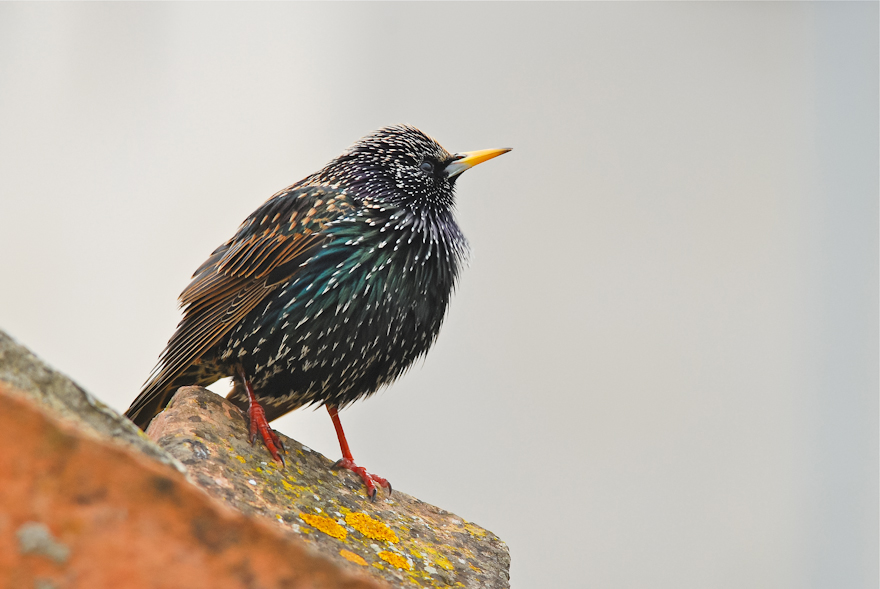Storno nel suo ambiente naturale