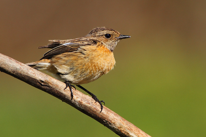 FEMMINA DI SALTIMPALO.........