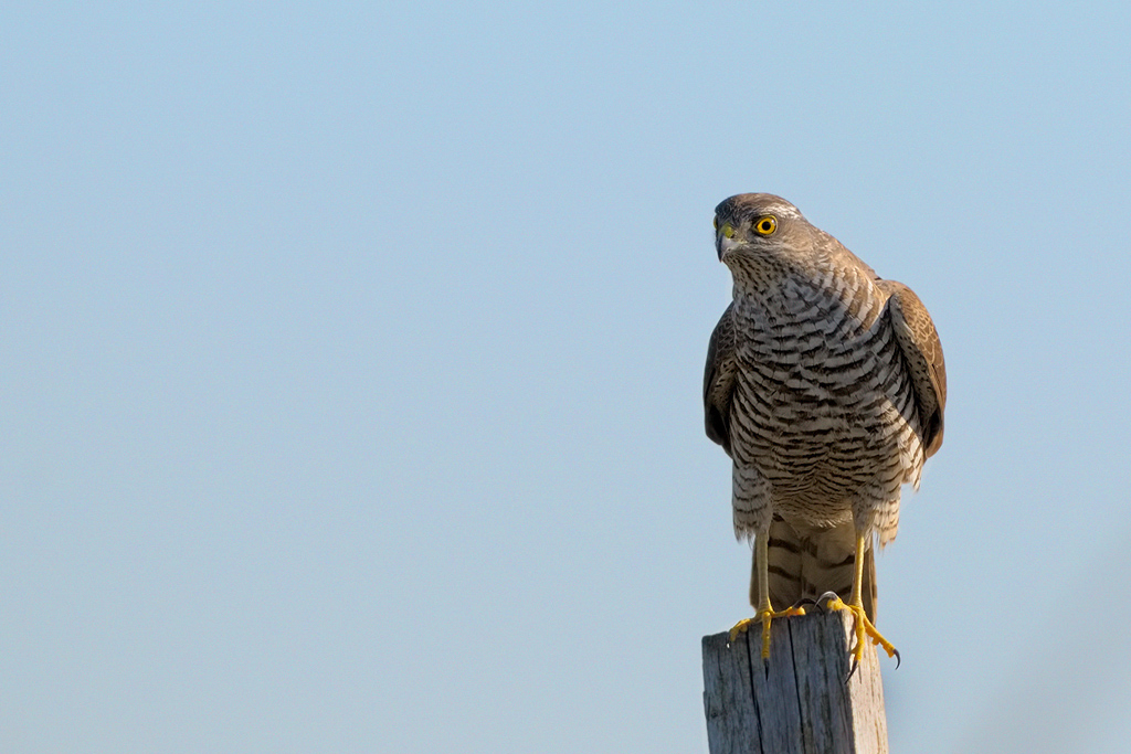 Sparviero  ( Accipiter nisus)