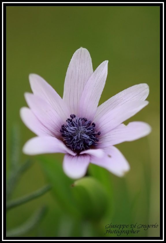 anemone...