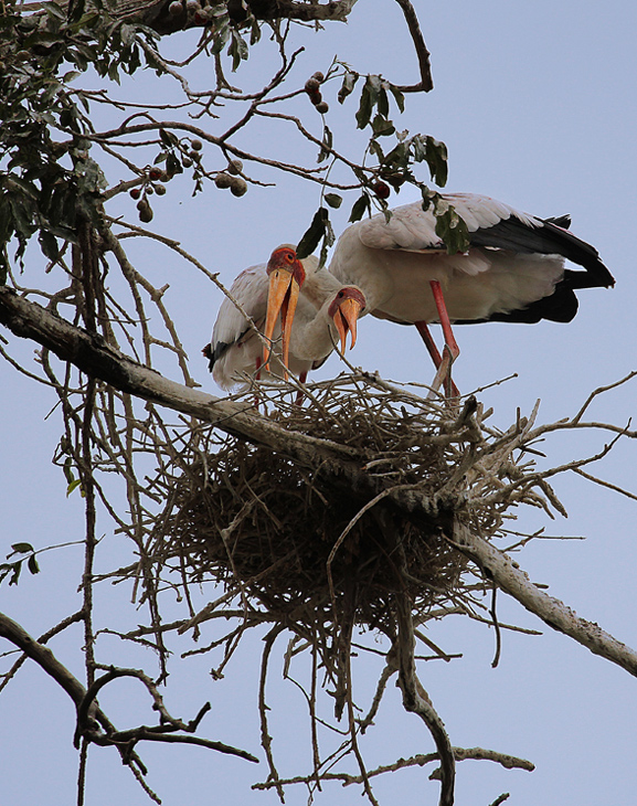 Mycteria ibis (cicogna beccogiallo)