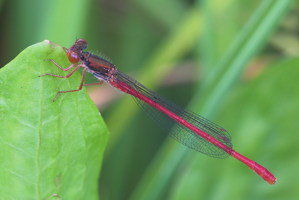 ...La Prima Rossa...!!!