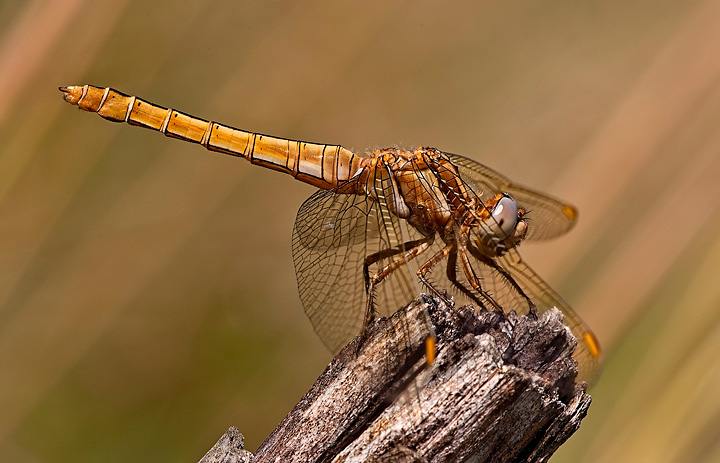 Sympetrum fonscolombii