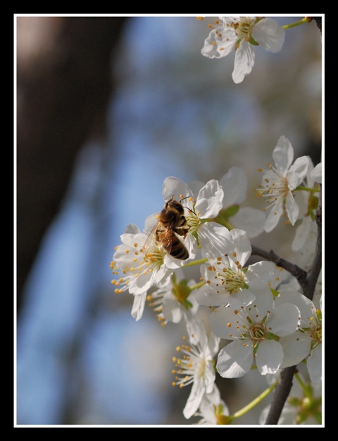 Ritorna la primavera...