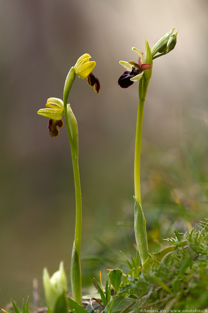 Due chiacchiere tra cugine