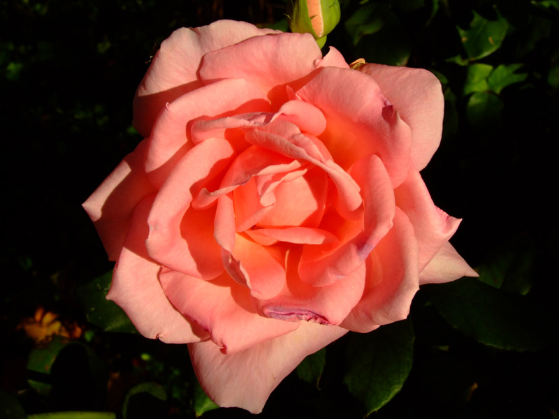 Rosa del mattino