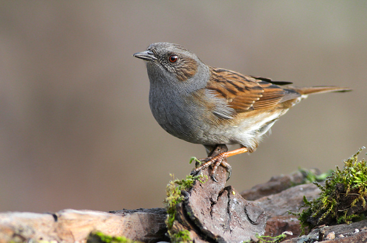 PASSERA SCOPAIOLA.........