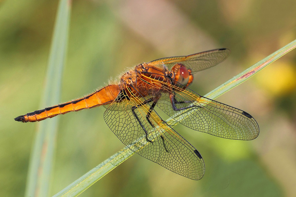 ...E' Sempre Un Piacere Incontrarla...!!!