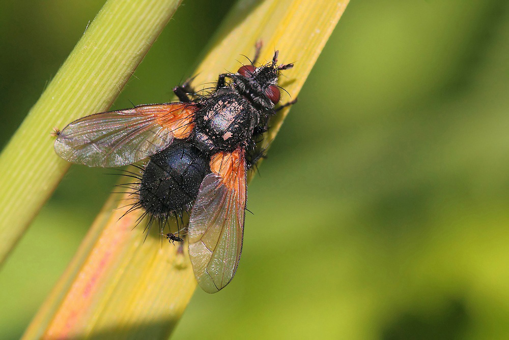 ...Quant'� Brutto....!!!