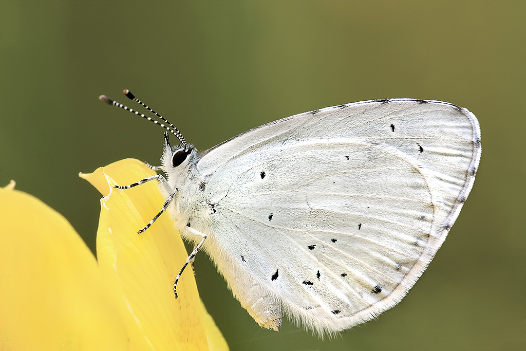 E' una Pieris rapae?