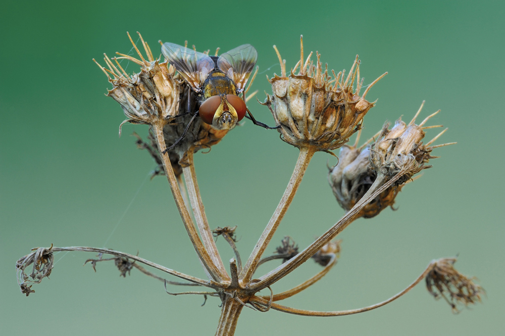 Diptera, Linnaeus, 1758