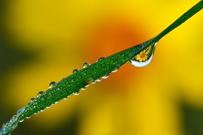 Micronatura delicata