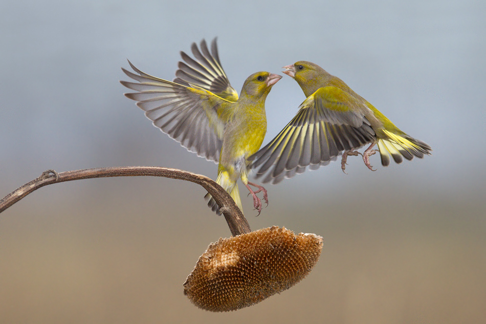 La Danza del Girasole