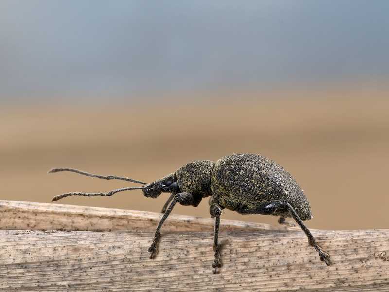 coleottero-otiorrhynchus niger