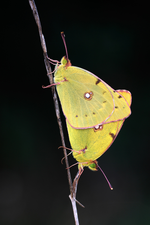 Colias in love