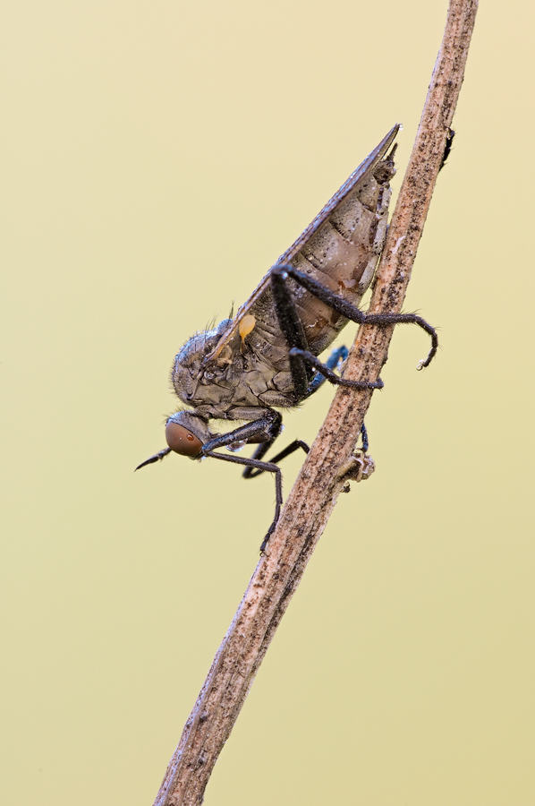 Empis picipes