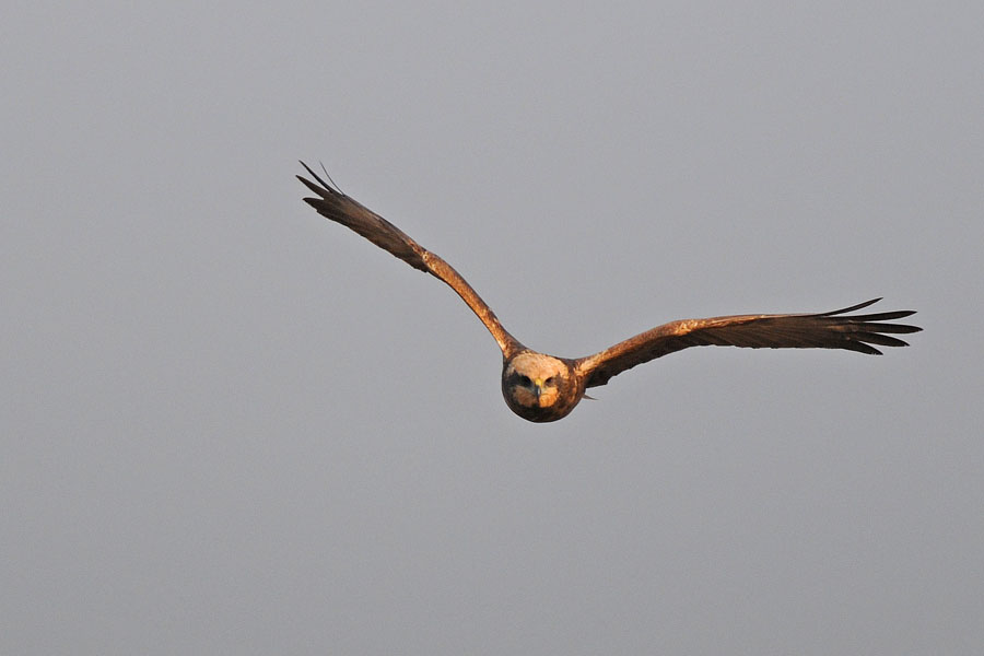 l'occhio nell�'obiettivo